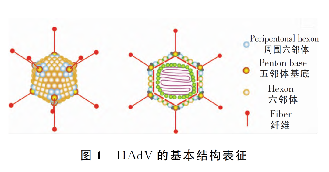 腺病毒高發(fā)期，常見疾病速覽...